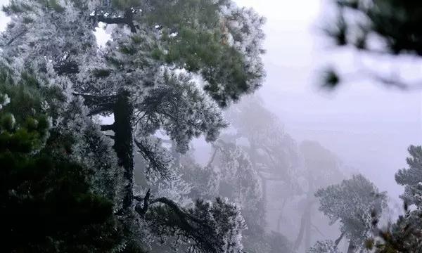 哈尼和她的宠物们
